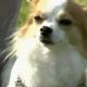 Čivava Momo: nejmenší policejní pes světa