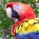 Neohrožený papoušek vyhnal zloděje a získal jejich DNA!