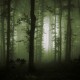 Branišovský les opředený tajemstvím i děsivými historkami