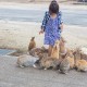 Japonská Okunošima: Temná historie ostrova, kterému dnes vládnou králíci