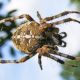 Superpevná pavoučí síť pro vaše kosti