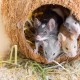 Může Calhounův experiment předjímat úpadek civilizace?