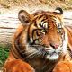 Krutá atrakce v ZOO: tygři zabíjejí telátka