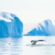 Zajímavosti o Grónsku, ostrově plném ledu, které vás zvednou ze židle