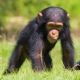 Malí šimpanzi jsou chytřejší než děti