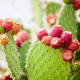 Poznejte blahodárné účinky kaktusových plodů na posílení imunity