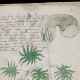O obsahu záhadného Voynichova rukopisu můžeme spekulovat již více než 500 let