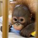 Podívejte! Nemocnice pro orangutaní miminka