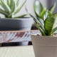 Jak si vybrat správné rostliny do bytu
