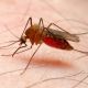 Komáři používají bzučení k námluvám