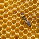 Apiterapie: Když včely léčí