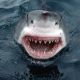 Australan praštil útočícího žraloka pěstí a odsurfoval 