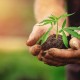 CBD velkoobchod nabízí zázračnou rostlinku s blahodárnými účinky