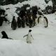 Happy Feet: malý tučňák tančí jako ten filmový