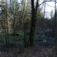 Tajemný Branišovský les: Místo plné přízraků a nadpřirozených jevů