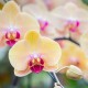 Máte obavy z pěstování orchidejí?