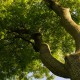 Posvátné stromy rostou i u nás. Které se prý pyšní magickými účinky?