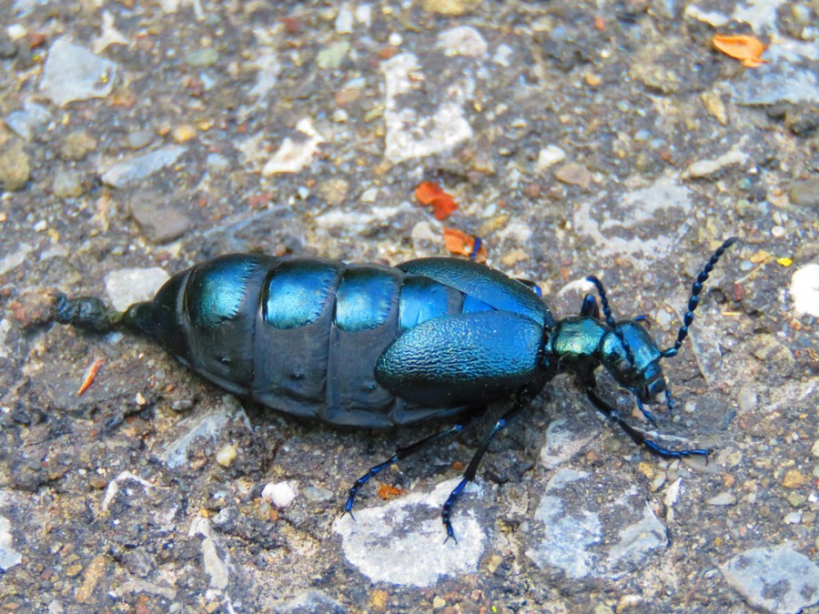 Majka fialov&aacute; se na slunci kr&aacute;sně třpyt&iacute;