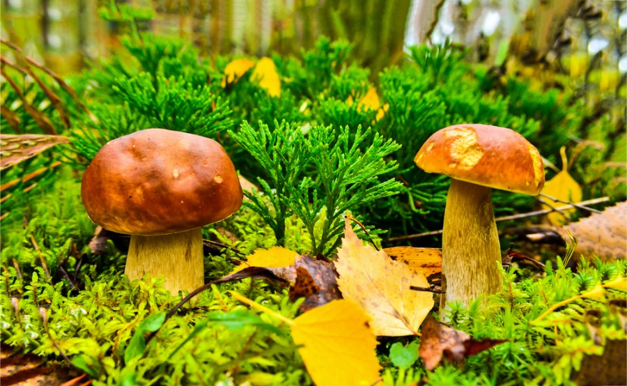 Vz&aacute;jemn&aacute; komunikace stromů, rostlin a hub