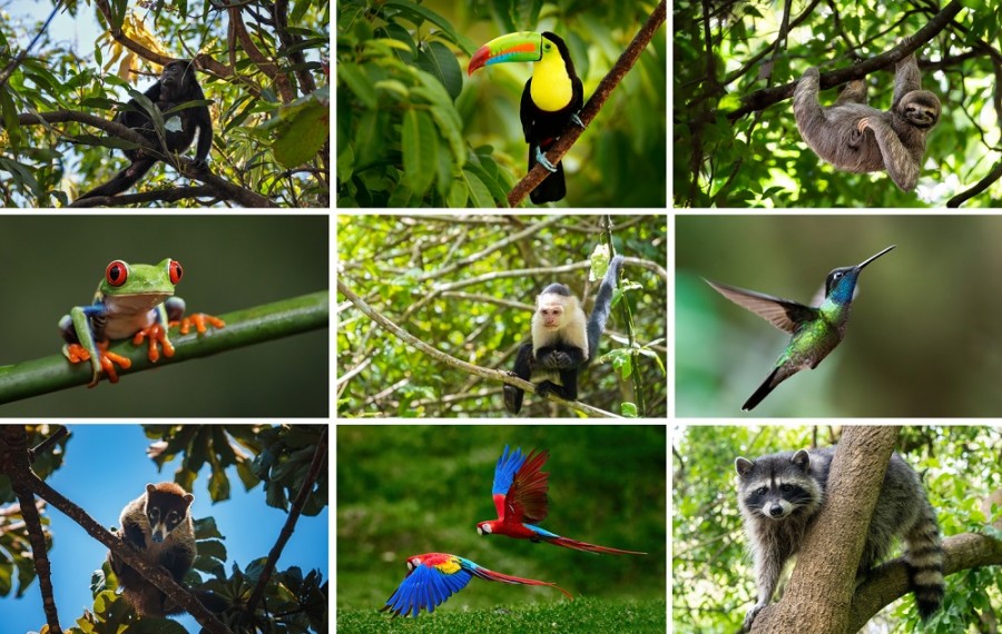 Exotická zvířata na Kostarice