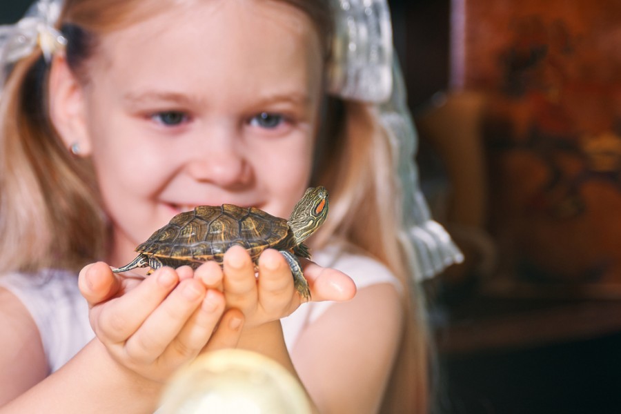 Želví kamarád potěší děti i dospělé