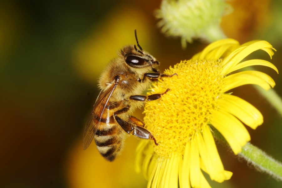 Včelí jed působí proti vráskám