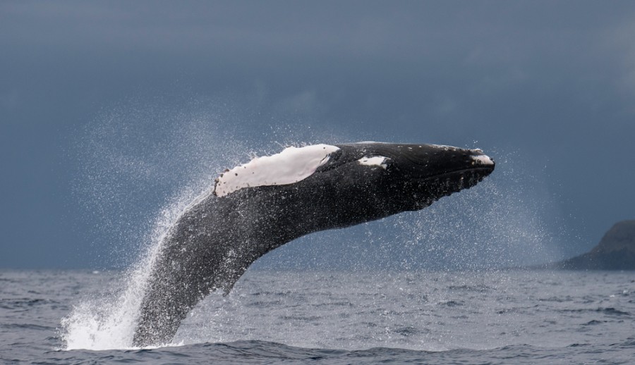 Pozorování velryb je životním zážitkem