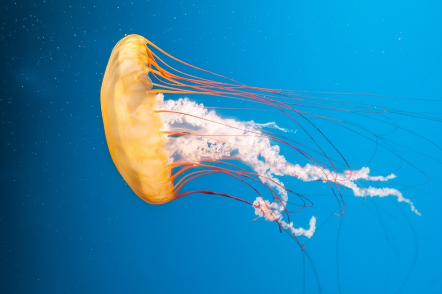 Medůza jako postrach všech plavců