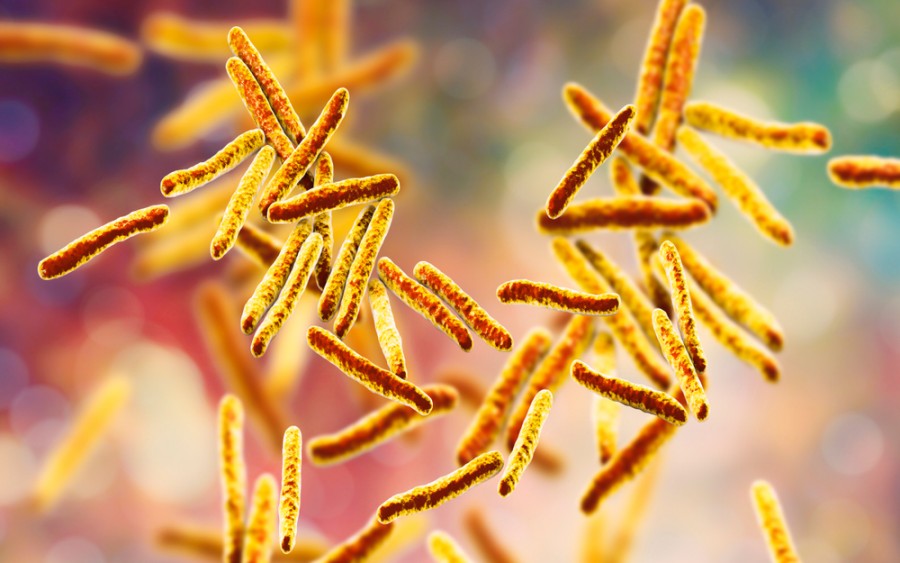 Bakterie tuberkulózy