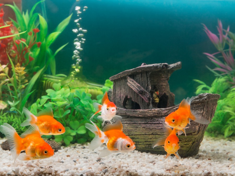 Akvárium s rybičkami je i vhodnou dekorací do bytu