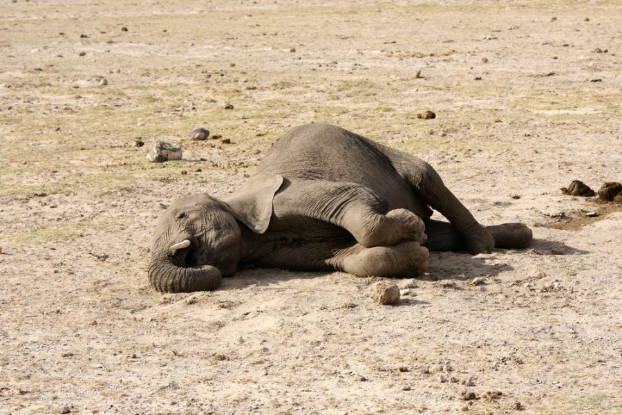 Mrtvé sloní mládě