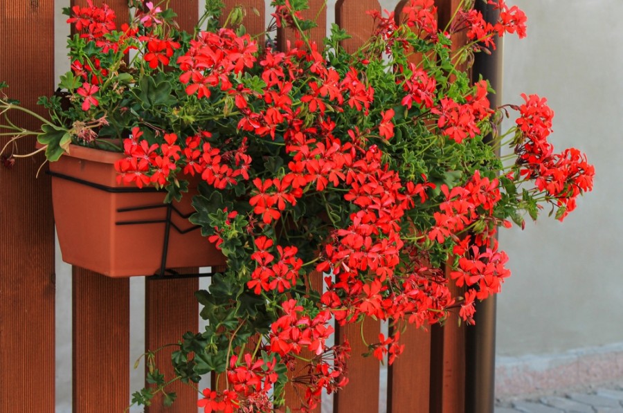 Muškáty bývají ozdobou balkónu