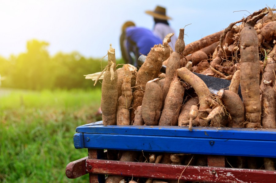 V&iacute;ce farem zač&iacute;n&aacute; pěstovat světeln&yacute; kořen