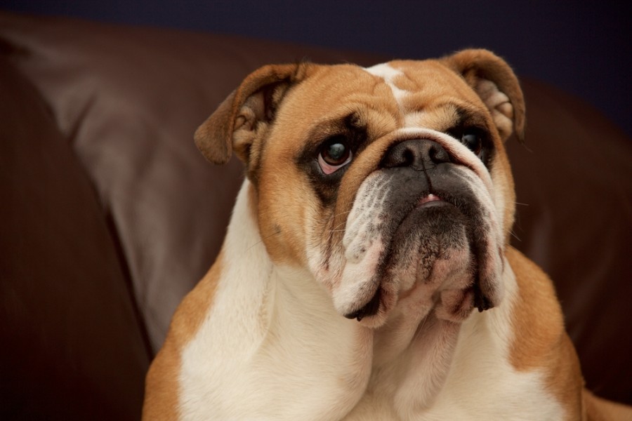 Líný, ale láskyplný buldok