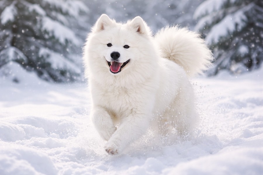 Samojed je na zimu vybaven hustou srst&iacute;