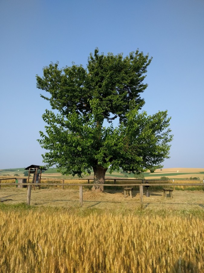 Dvojitý strom