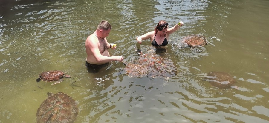 Plavání s želvami