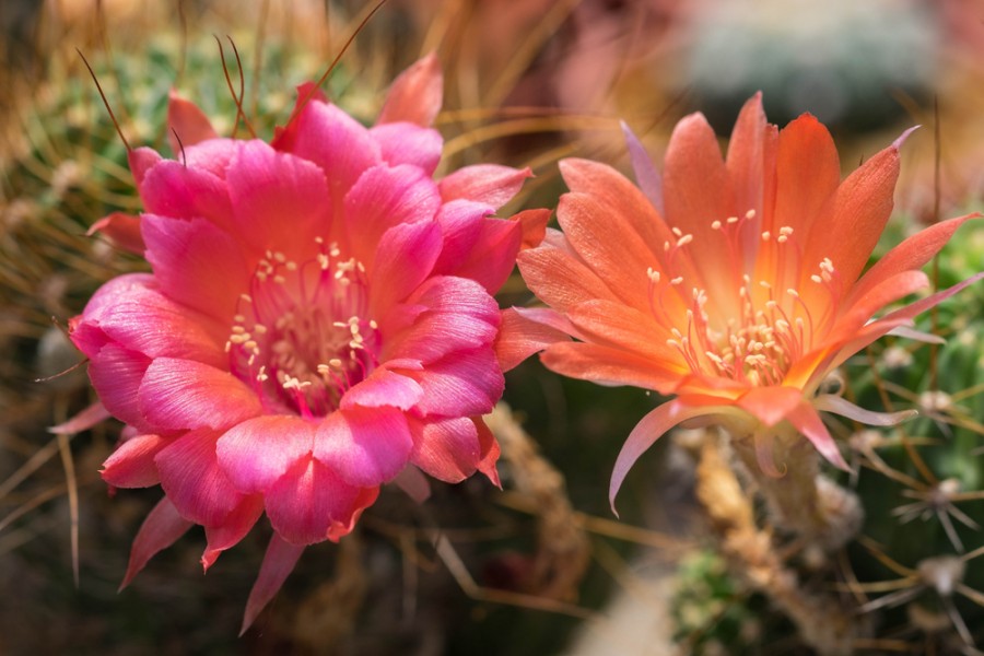 Květ kaktusu