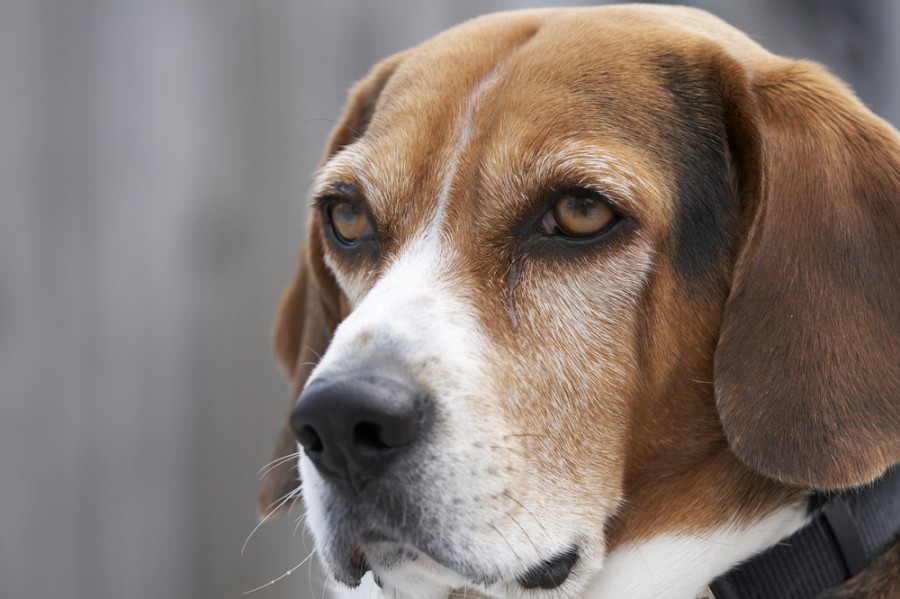 Bígl může v osamění psychicky strádat