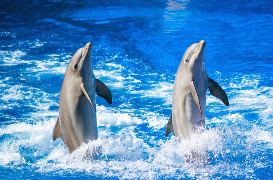 Delfíni jsou neprávem považováni za chytřejší zvířata