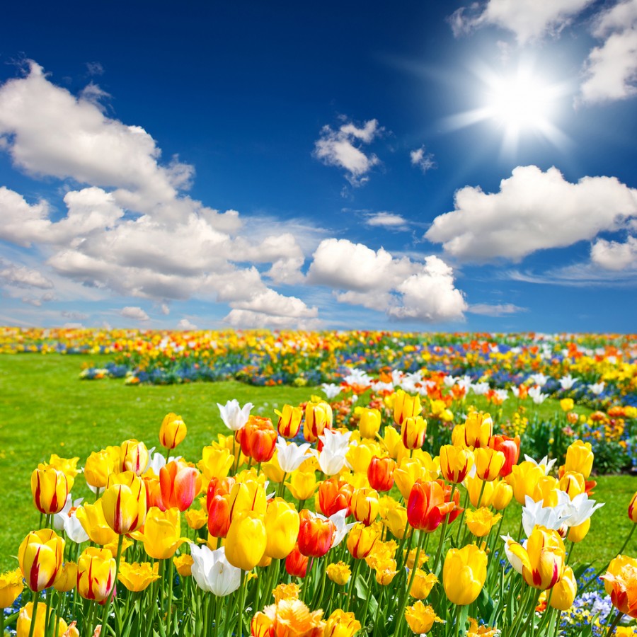 Tulip&aacute;ny měly cenu zlata