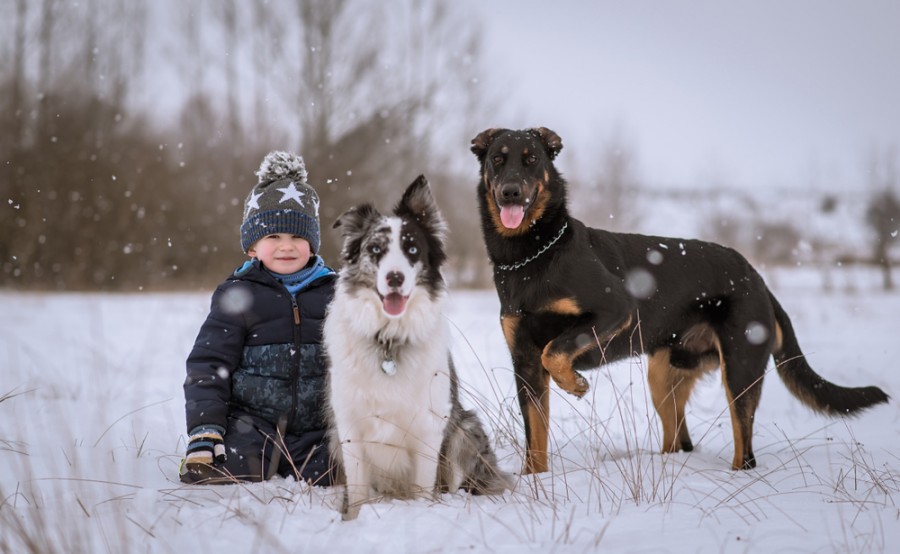 Užijte si zimní radovánky se psem
